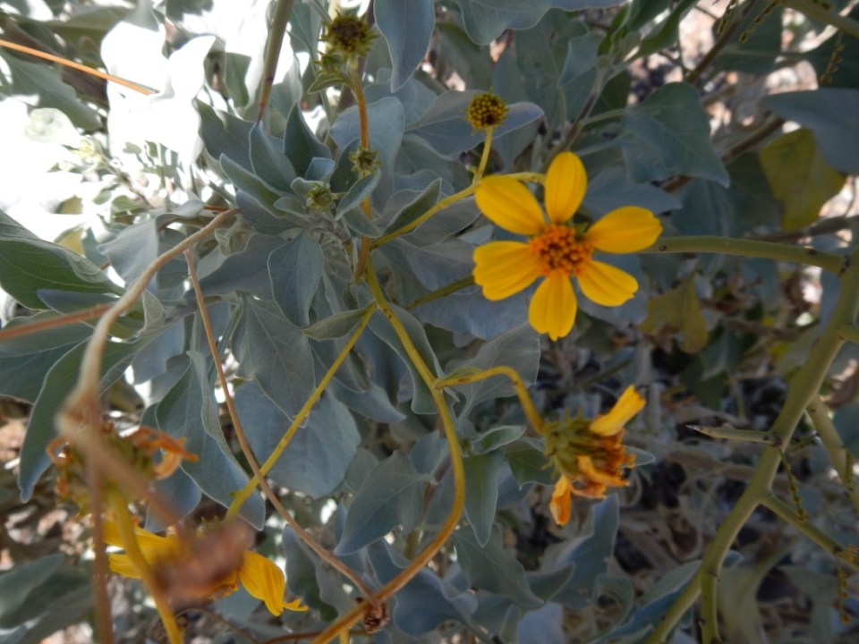 brittlebush (Encelia farinosa), Arizona-Sonora Desert Museum