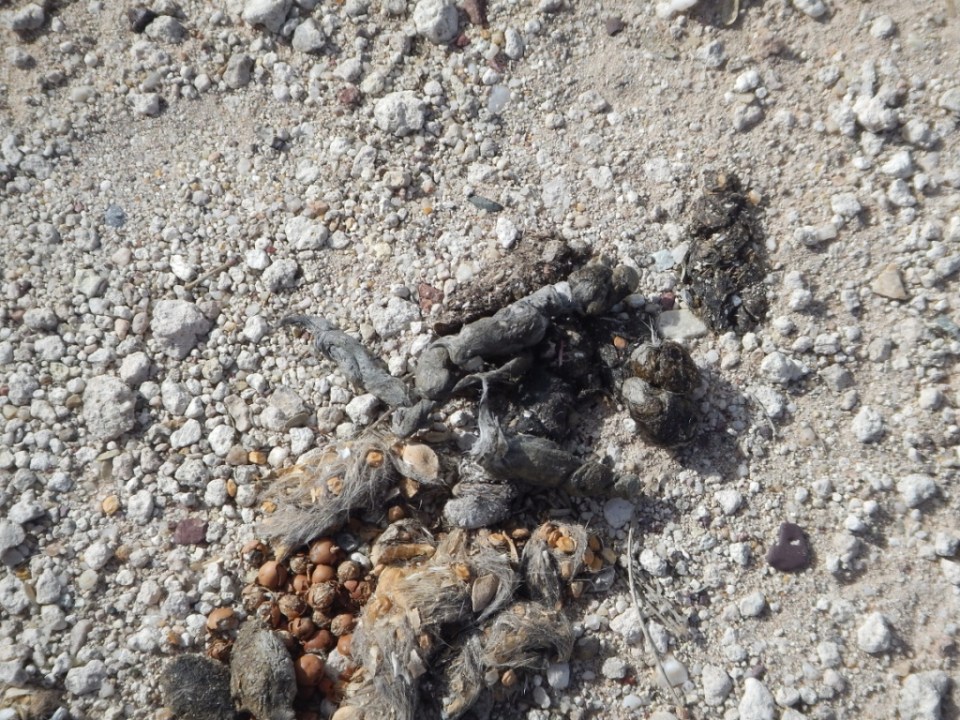scat, Murray Springs Clovis Site, Arizona