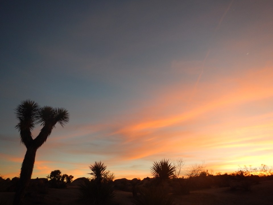 sunset, Joshua Tree National Park