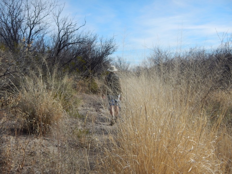Tom among the sacaton (Sporobolus airoides)