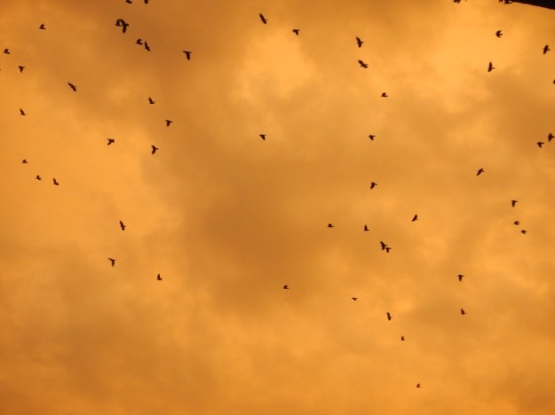 birds outside our window