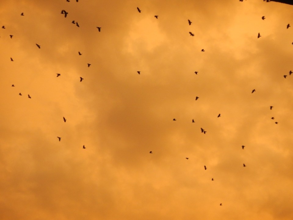 birds outside our window