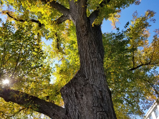 American elm (Ulmus americana) in front of the Museum of Natural History