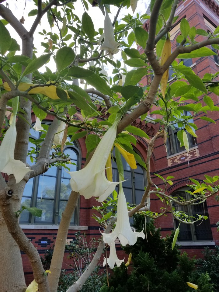 Mary Livingston Ripley Garden