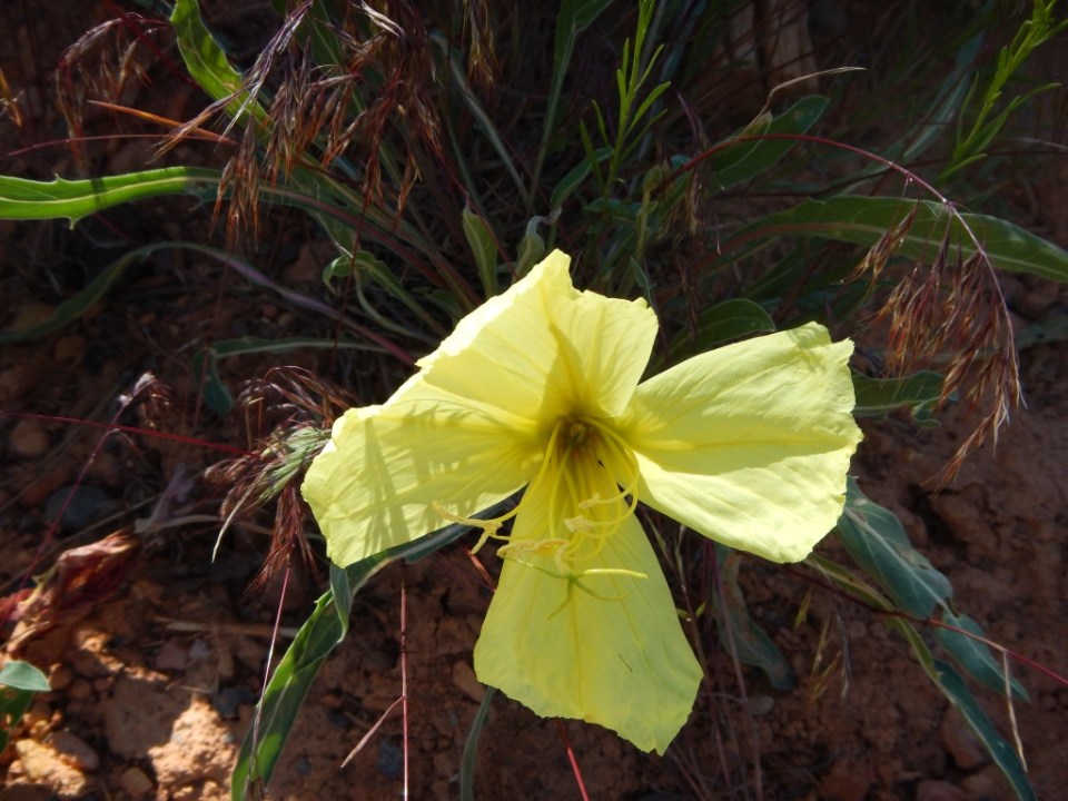 desert primrose (Oenothera primiveris?)