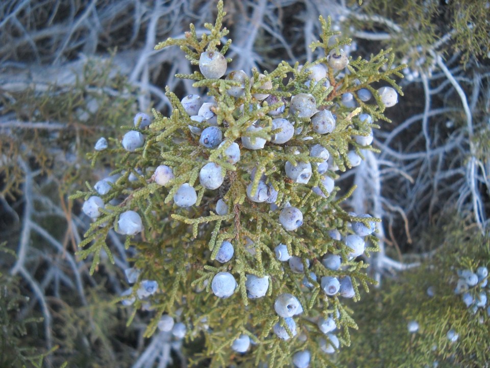 juniper (Juniperus osteosperma)