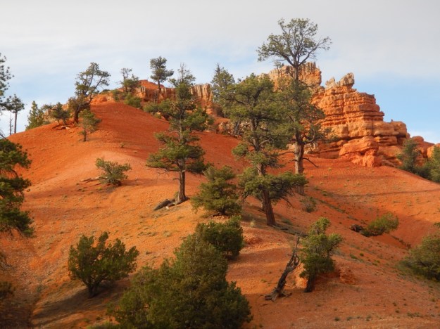 rock red, Red Canyon, Dixie National Forest, Uta