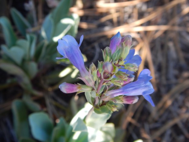 bluebell, Red Canyon, Dixie National Forest