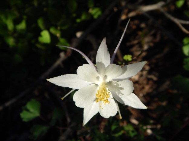 columbine, Cedar Canyon Campground, Dixie National Forest