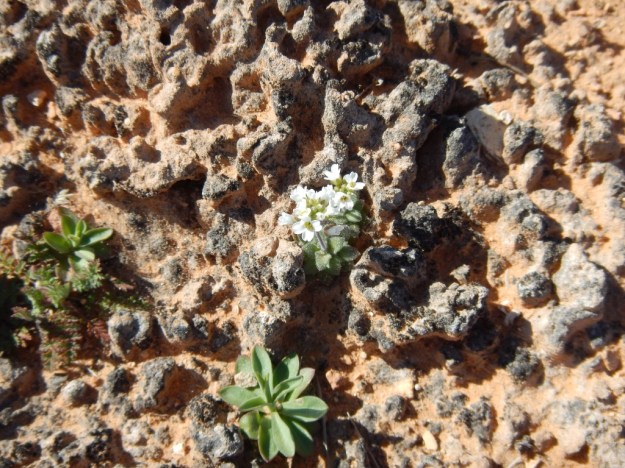 cyanobacteria with flowers, Canyonlands National Park