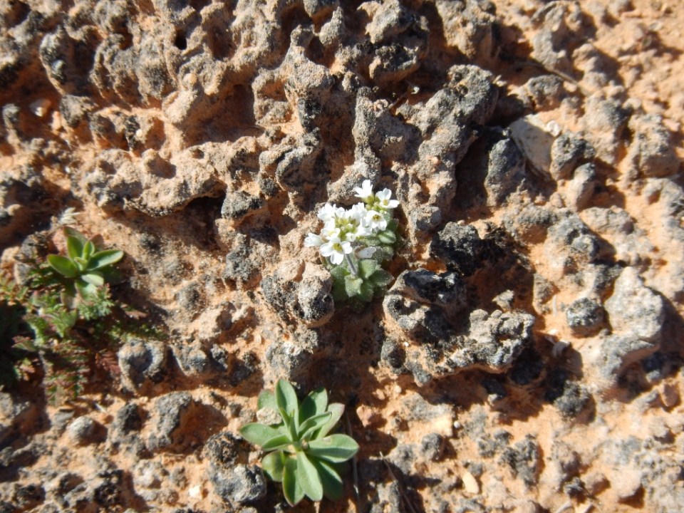 cyanobacteria with flowers, Canyonlands National Park