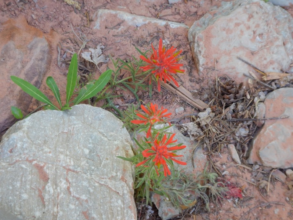 Indian paintbrush, Kolob, Zion National Park