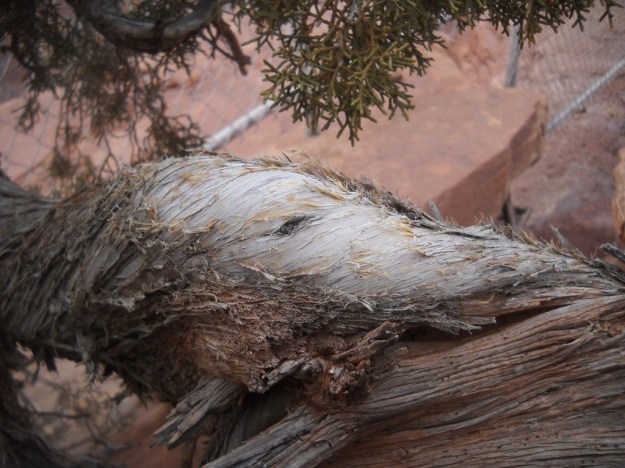 juniper, Needles Overlook