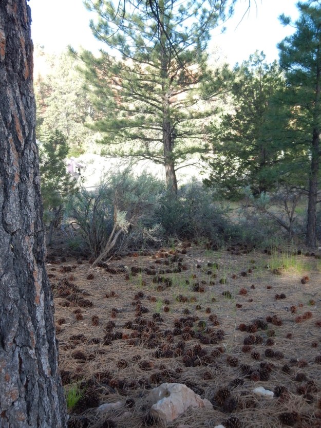 pine cones, Red Canyon, Dixie National Forest