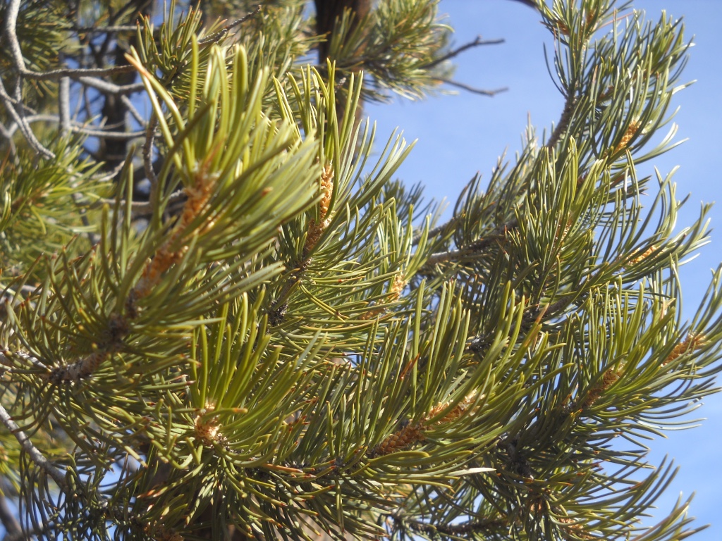 pinyon pine, Canyonlands National Park