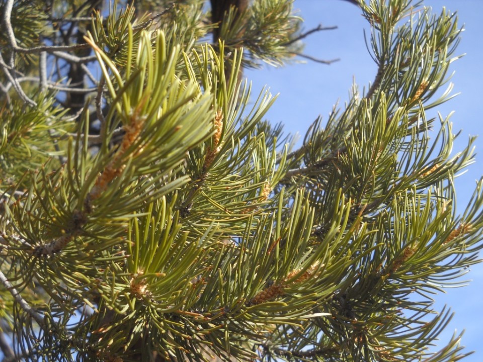 pinyon pine, Canyonlands National Park
