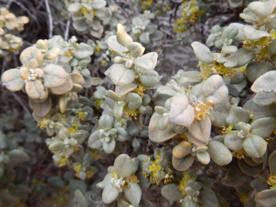 roundleaf buffaloberry, Natural Bridges National Monument