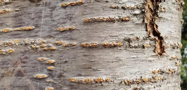 cherry bark, Tidal Basin