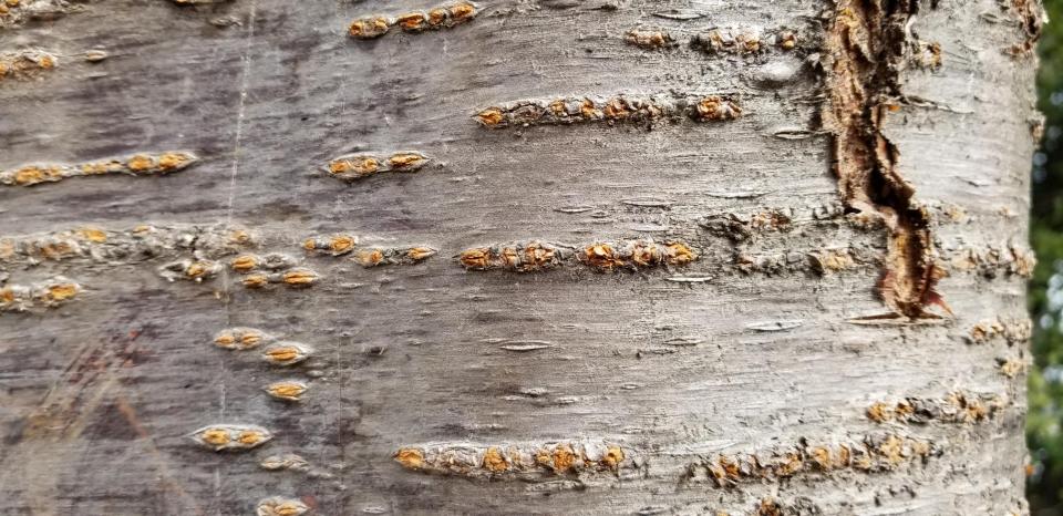 cherry bark, Tidal Basin