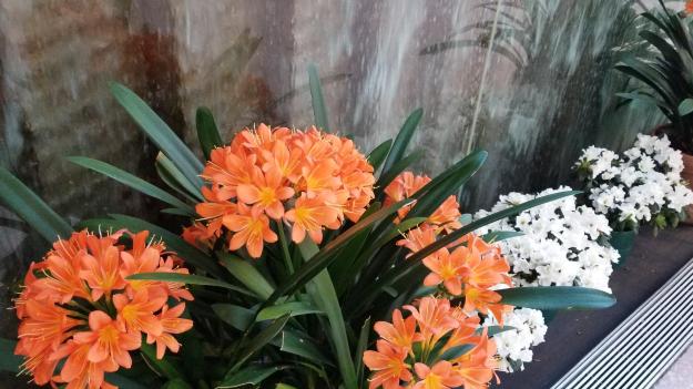 clivia, National Gallery
