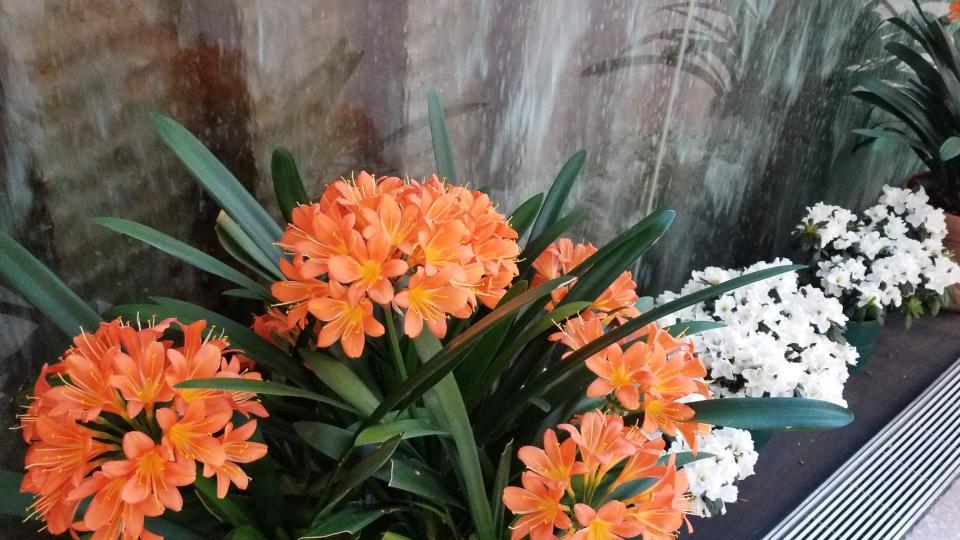 clivia, National Gallery