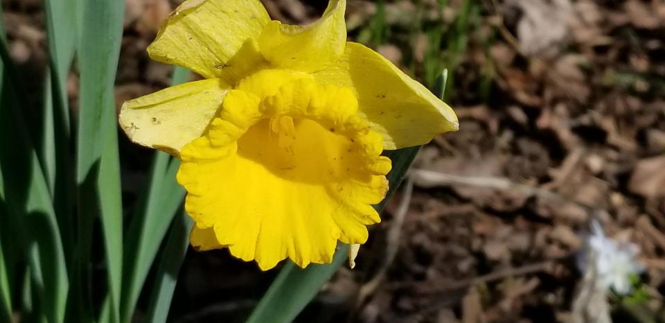 daffodil