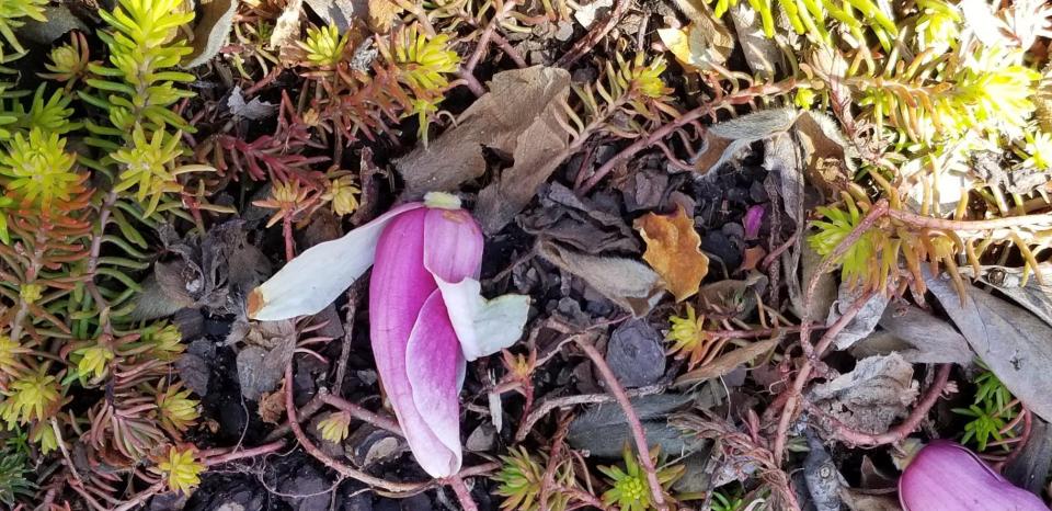 magnolia blossom and sedum