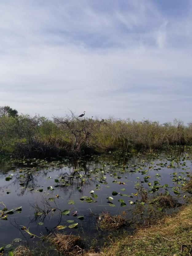 great blue heron, Shark Valley, Everglades National Park