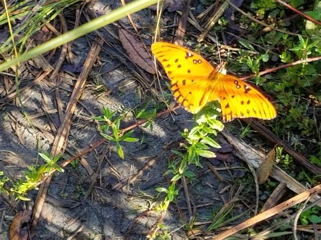 gulf fritillary, Big Cypress National Preserve