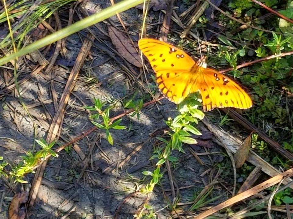 gulf fritillary, Big Cypress National Preserve