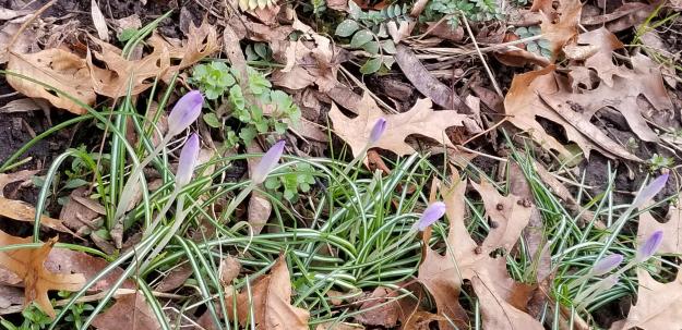 oak leaves and crocus