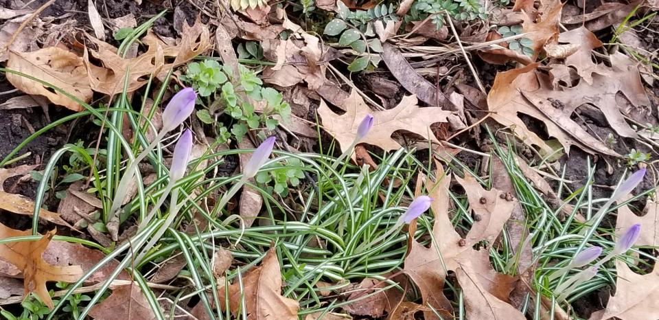oak leaves and crocus