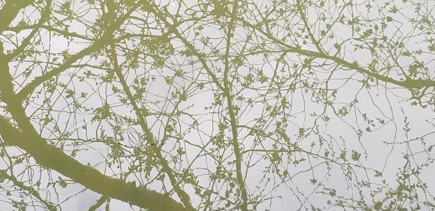 reflection, Tidal Basin