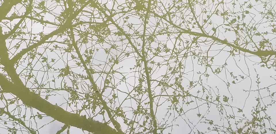 reflection, Tidal Basin