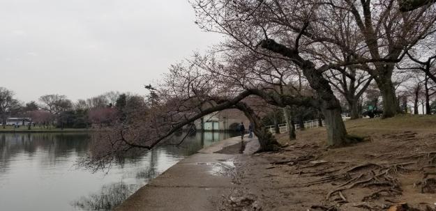 Tidal Basin