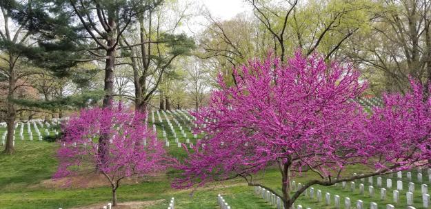 redbuds (Cercis canadensis) and gravestones