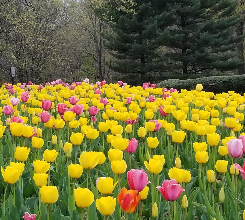 tulips near the Netherlands Carillon