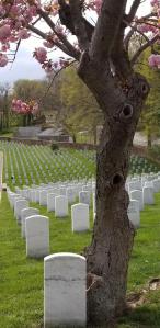 unknown citizen and old cherry tree