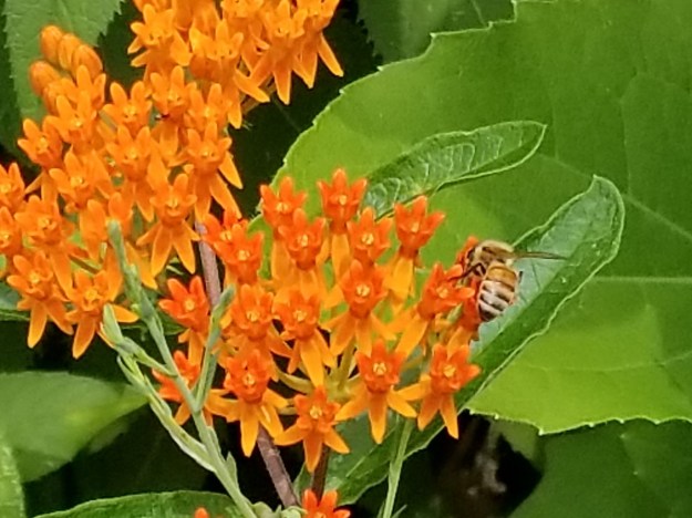 Asclepias tuberosa (butterfly weed)