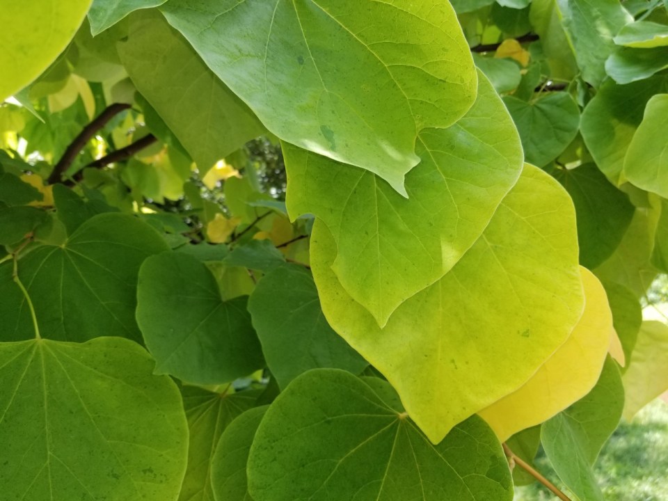 Cercis canadensis (redbud)