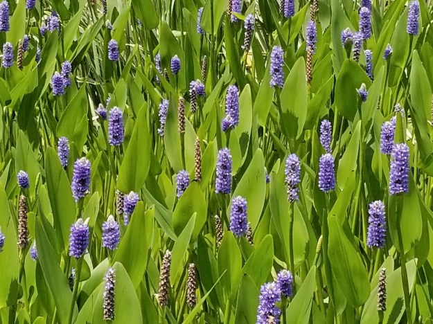 Pontederia cordata (pickerelweed)