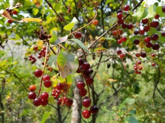 chokecherry, Sinks Canyon State Park, Wyoming