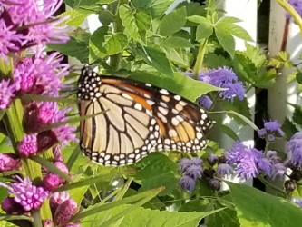 monarch, Mackinac Island