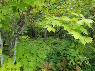 Porcupine Mountain Wilderness State Park, Michigan