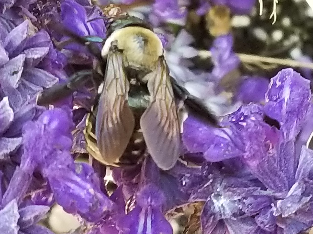 bumblebee, Mary Livingston Ripley Garden