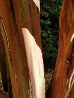 crepe myrtle, Gotelli Collection, National Arboretum