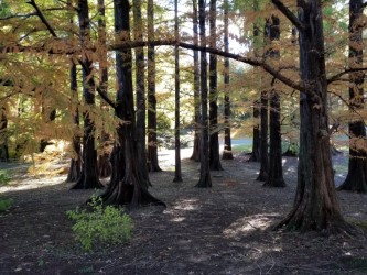 glade, National Arboretum