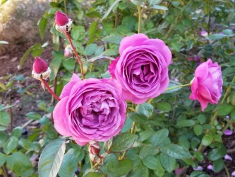 "Plum Perfect" floridbunda, Kathrine Dulin Folger Rose Garden
