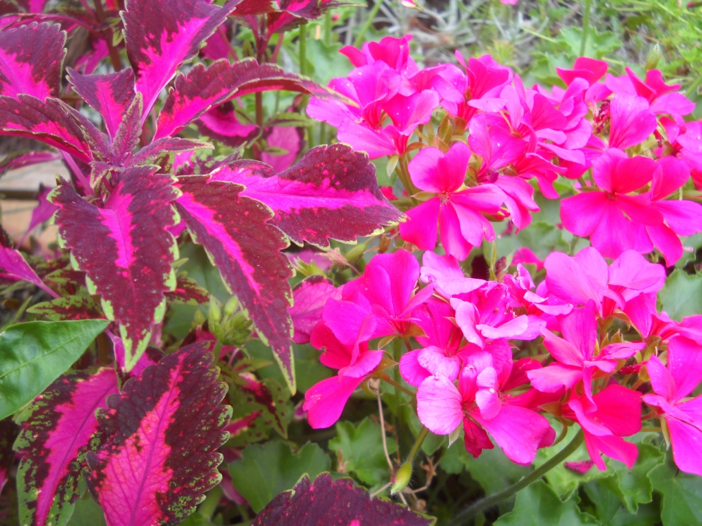 coleus and ivy-leaved geranium