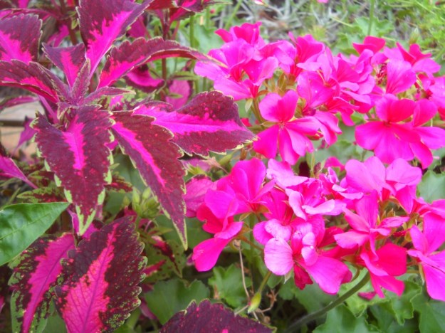 coleus and ivy-leaved geranium